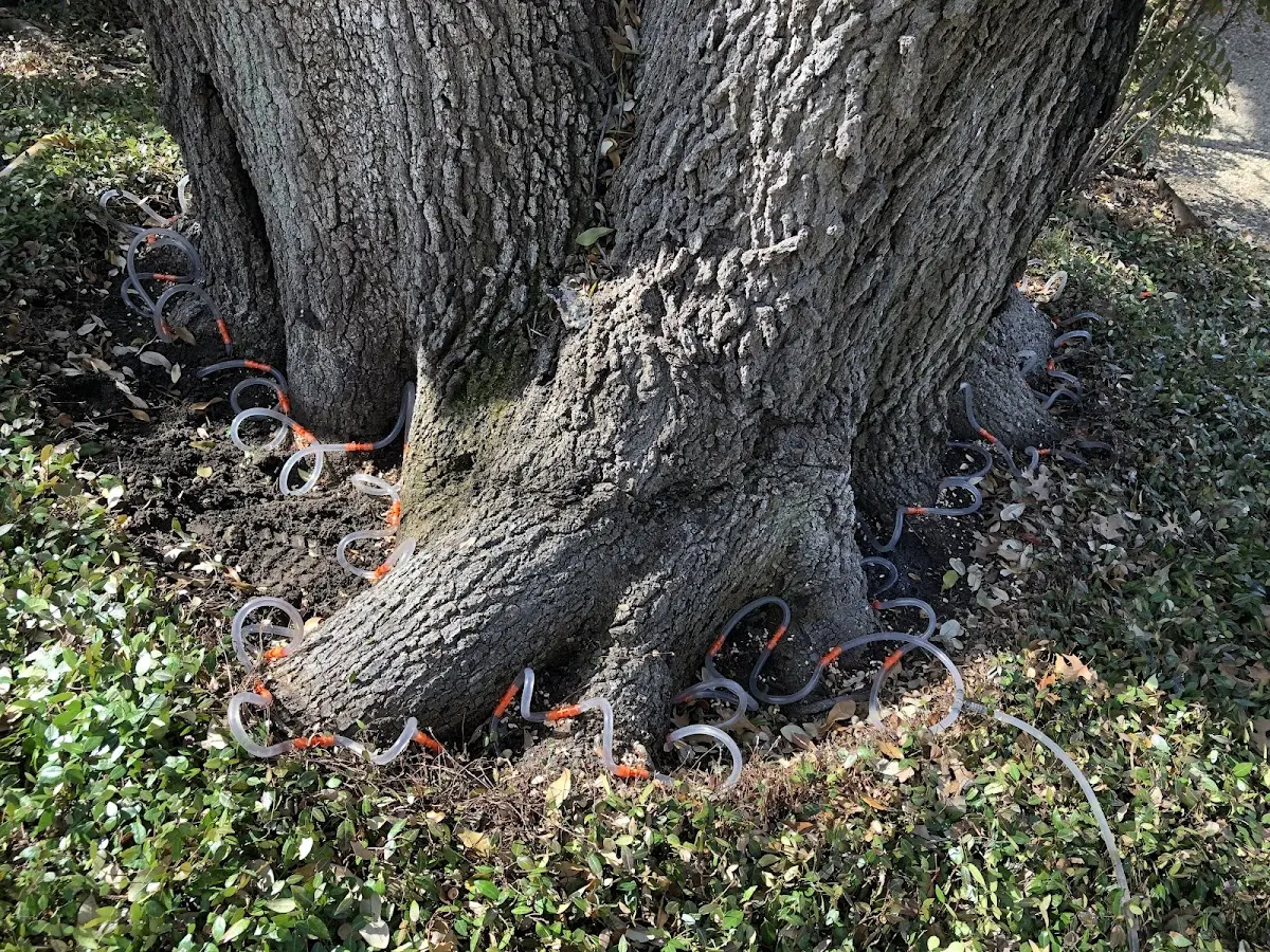 Detailed Tree Cabling and Bracing job site in Sandston