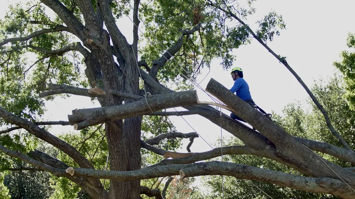 Professional Crown Thinning performed by certified arborists in Sandston