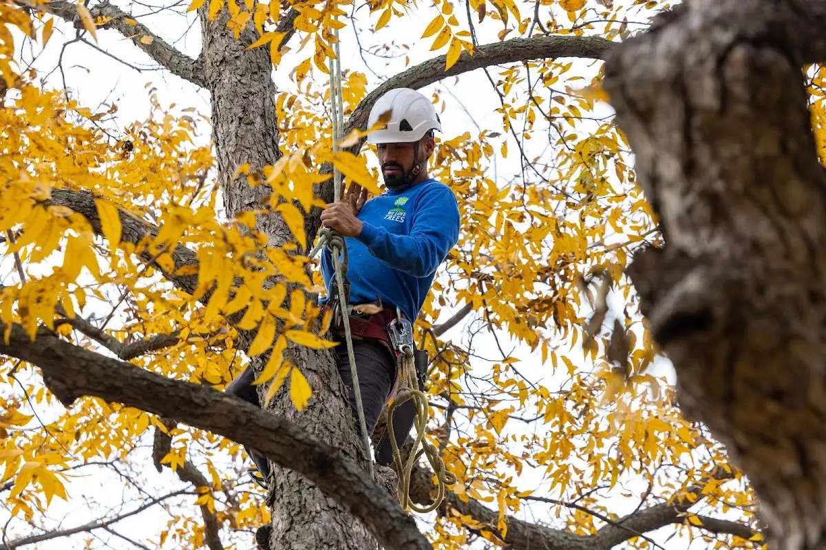 Skilled Tree Planing crew working in Sandston